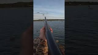 CLOSEST WATERFOWL SHOTS EVER! | #duckhunting #shorts #waterfowl  #hunting