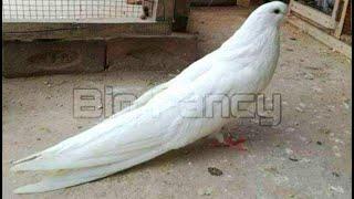 BEST and BIGGEST fancy pigeon breed in the WORLD collection | pouter pigeon loft - pouter pigeon