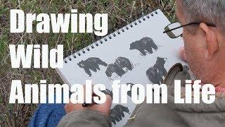 Drawing Animals From Life in Montana