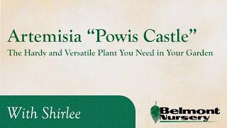 Artemisia 'Powis Castle': The Hardy and Versatile Plant You Need in Your Garden!