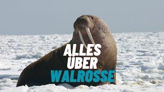 Expedition Walross - Arktis Spitzbergen Doku