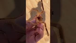 Camel Spiders Chase People