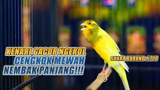 SUARA BURUNG |216| Kenari GACOR PANJANG INI Cocok untuk Masteran KENARI PAUD dan Kenari Macet BUNYI