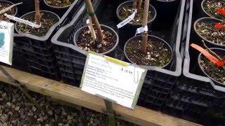 Quick video of Raintree Nursery