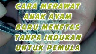 Cara Merawat Anak Ayam Baru Menetas Tanpa Indukan Untuk Pemula ala Papah Oki