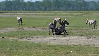 Zebra fighting Part 2 - the winning kick