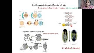 Webinar 13 - Signaling pathways and tissue organoids