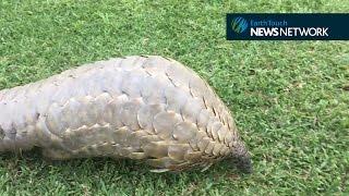 Rescued pangolin shows off her adorable T. rex walk