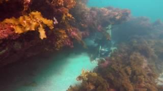 FREEDIVE // Autumn Dive Days at Home