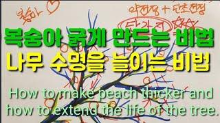 복숭아 굵게 만드는 비법과 나무의 수명을 늘이는 비법공개. How to make peach thicker and how to extend the life of the tree