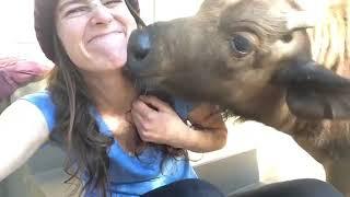 Baby Buffalo Kisses Human - 1027029-2