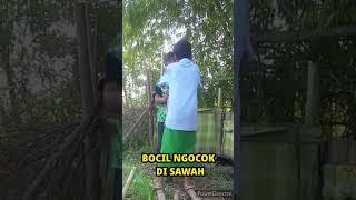 ngocok di sawah