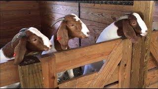 A Walk Through Charmingfare Farm Petting Zoo in Candia New Hampshire