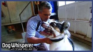 Family Dog Turned Violent Overnight | S4 Ep 23 | Dog Whisperer With Cesar Millan