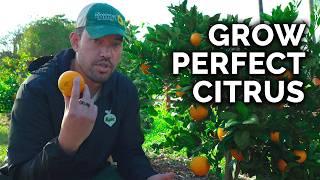 How to Plant, Grow, & Care for Citrus Trees (COMPLETE GUIDE)