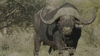 BOW SPIDER, Epic African Dangerous Game bow hunt, cape buffalo with A BOW!