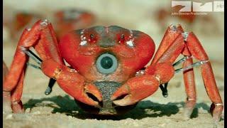 Robotic Spy Crab Plays Own Version Of Frogger On Christmas Island!