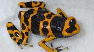 Calling Leucomelas POISON Dart Frogs