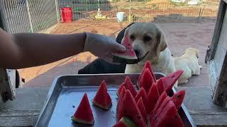 Today we're eating watermelon!