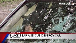 Video Now: Black bear and cub destroy car after getting trapped inside