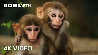 Awe-Inspiring Nature Scenes in 4K UHD | BBC Earth