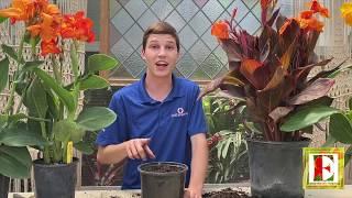 Canna Lily Care!