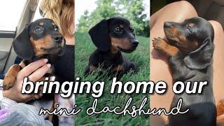 GETTING A MINI DACHSHUND PUPPY!