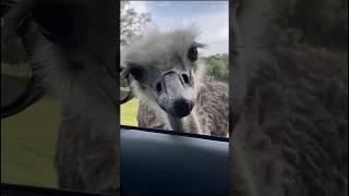Facts about the ostrich, #facts #animals #fshorts #trending #viral