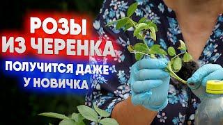 Розы из черенка  -  получится даже у новичка