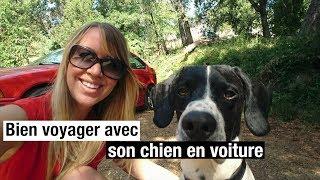 Les bons conseils pour voyager avec son chien en voiture