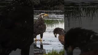 Bald eagles on boundary bay 18 June 2023 #baldeagle #urbanwildlife #wildvancouver #birds