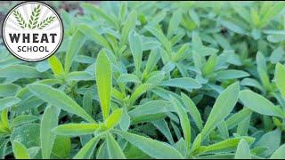 Wheat School: Searching for a silver bullet against resistant weeds