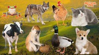 Animal Adventure - Wolf, Chicken, Cat, Cow, Monkey, Duck, Dog - Animal Sounds