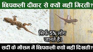 Why do lizards not fall down from wall ? Why are lizards not seen in winter ?