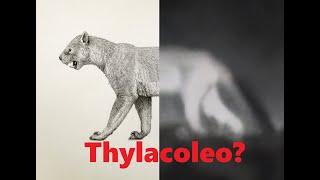 Thermal image of Thylacoleo?  #extinctionisforever ?  #marsupials #lion