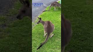 You live in Australia #india #motivation #youtubeshorts #trending #australia #melbourne #viralvideo