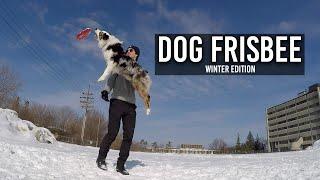 CRAZY Dogfrisbee tricks Australian Shepherd