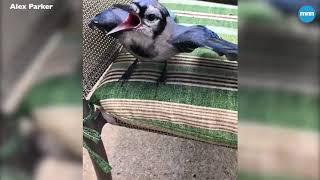 Henry the Blue Jay says hello