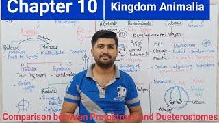 Kingdom Animalia biology class 11 chapter 10 | Protostomes and Dueterostomes