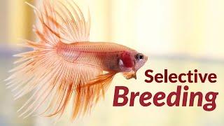 Get to Know More About Your Betta Fish: Selective Breeding and Its Consequences