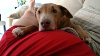 Dog reacts to baby's kick!