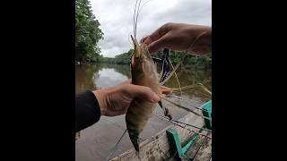 monster udang galah kalimantan