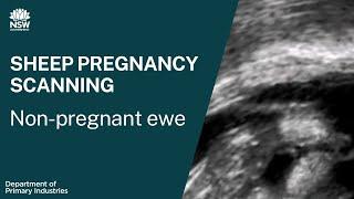 Sheep pregnancy scanning: Non pregnant ewe