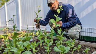 Bok Choy - Bolting and harvesting tips with GreenTGarden "The End"  #bokchoy