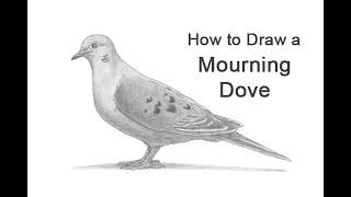 How to Draw a Mourning Dove
