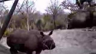 Rhinoceros chasing ducks.