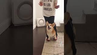 Shiba Dog Dance