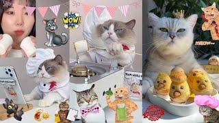 Super Cat Chef Compilation - Wow Funny Animals - (Part 1)