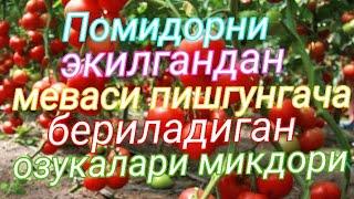 Помидорни тугри озиклантириш. Минерал угитлар микдори ва бериш тартиби . 2 часть