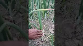 #youtubeshorts #agricultral #agriculture#automobile #farmaring#agriculturefarming#shorts#instagram #